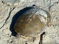 tortue 01 etosha